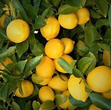 Live plants lemon for sale  Deville