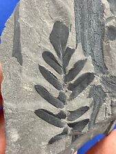pflanzen fossilien gebraucht kaufen  Saarbrücken