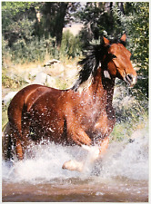 Dünnes Pferdebild - Paint Horse, 10,4 x 14,2 cm, Hochwölbungen durch Schrift comprar usado  Enviando para Brazil