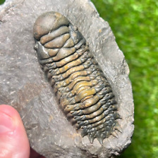 Trilobite fossil crotalocephal d'occasion  Expédié en Belgium