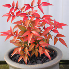 Nandina domestica heavenly for sale  Shipping to Ireland