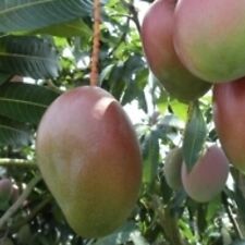 Pianta mango mangifera usato  Maddaloni