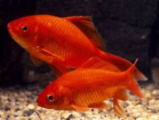Red comet goldfish for sale  BIRMINGHAM