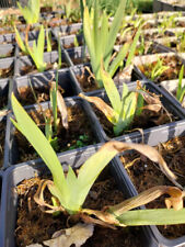 Iris germanica black gebraucht kaufen  Brilon