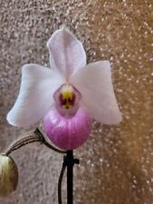 Rare paphiopedilum delenatii for sale  HALSTEAD