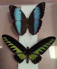 Real tropical butterflies for sale  MANCHESTER