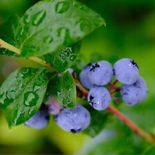 Blueberry chandler plants for sale  GLASGOW