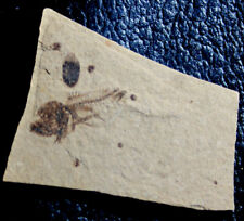 Serranus oligocene fossil for sale  Shipping to Ireland