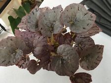 Begonia chayo hybrid for sale  Long Beach