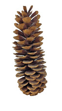 Used, Extra Large 14" Sugar Pine Cones for sale  Shipping to South Africa