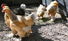 6 Giant Brahma chicken hatching eggs mixed colour brahma  for sale  ISLE OF LEWIS
