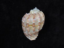 Sea shell Harpa harpa 52.6mm ID#6784 for sale  Shipping to South Africa