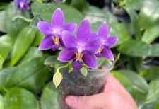 Phalaenopsis hsinying blueberr for sale  Belle Mead