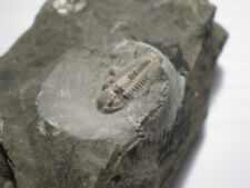 Top example trilobite for sale  Shipping to Ireland