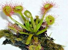 Roundleaf sundew seeds for sale  Shipping to Ireland