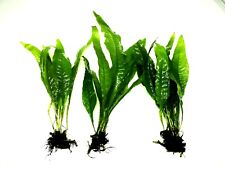 Java fern large for sale  PLYMOUTH