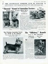 Australian terrier club for sale  COLEFORD