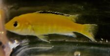 Yellow lab cichlid for sale  UK