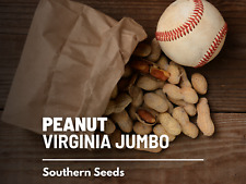 Peanuts virginia jumbo for sale  Frisco
