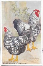 Vintage poultry postcard for sale  KEIGHLEY