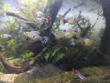  Guppy Live Tropical Fish available,  for sale  LONDON