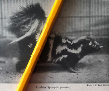 Pelztiere tiere 1920 gebraucht kaufen  Kirchberg