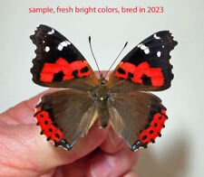 Nymphalidae VANESSA VULCANIA****female Nr. 1  *****Madeira(Portugal)papered for sale  Shipping to South Africa