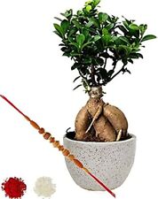 Ficus retusa bonsai for sale  SOUTHAMPTON