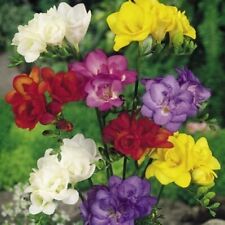 Freesia double mixed for sale  PRESTON