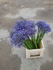 6xagapanthus blue african for sale  WISBECH