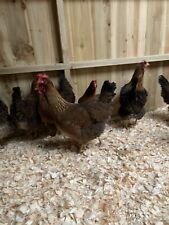 Welsummer chickens hatching for sale  BURY