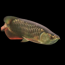 Juvenile malaysian red for sale  HAYWARDS HEATH