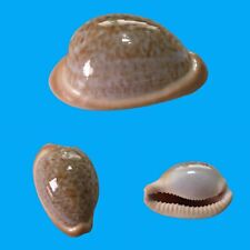 Cypraea fuscorubra, Hout Bay, South Africa, 30.6mm, DARK, SELECTED for sale  Shipping to South Africa