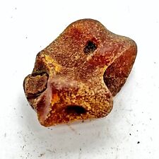 Prehistoric baltic amber for sale  Auburn