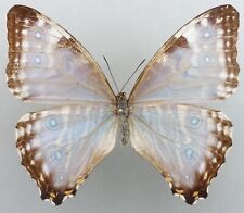 Morpho portis thamyris gebraucht kaufen  München