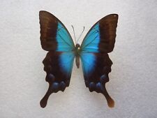 Entomology Papilionidae Papilio Pericles Blue Green Swallowtail (April 2024) for sale  Shipping to South Africa