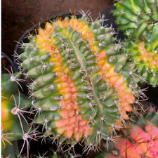 7cm succulent cactus for sale  Shipping to Ireland