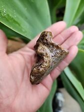 2.5 mosasaur jaw for sale  Frisco