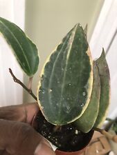 Hoya macrophylla albo for sale  Saint Albans