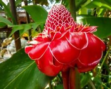 🌺🌺 Magnífica Curcuma Rizomas de raiz de planta de flor vermelha crescimento rápido açafrão GR29 comprar usado  Enviando para Brazil