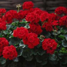 geranium plug plants for sale  IPSWICH