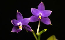 Rare phalaenopsis violacea for sale  HALSTEAD