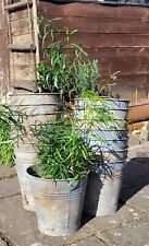 Galvanised plant pot for sale  UK