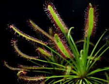 drosera capensis pianta usato  Grumo Appula