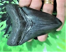 Inch real megalodon for sale  Miami