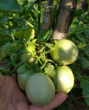 Pomodoro siciliano siccagno usato  Reggio Calabria