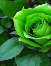 Rosa verde 100 usato  Vercelli