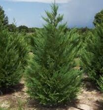 Leyland cypress tree for sale  Mcminnville