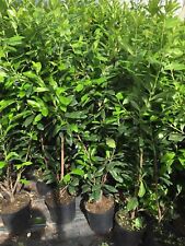 Laurel potted hedging for sale  ALTON