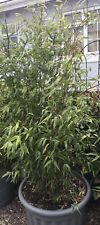 bamboo trees for sale  GRANTHAM